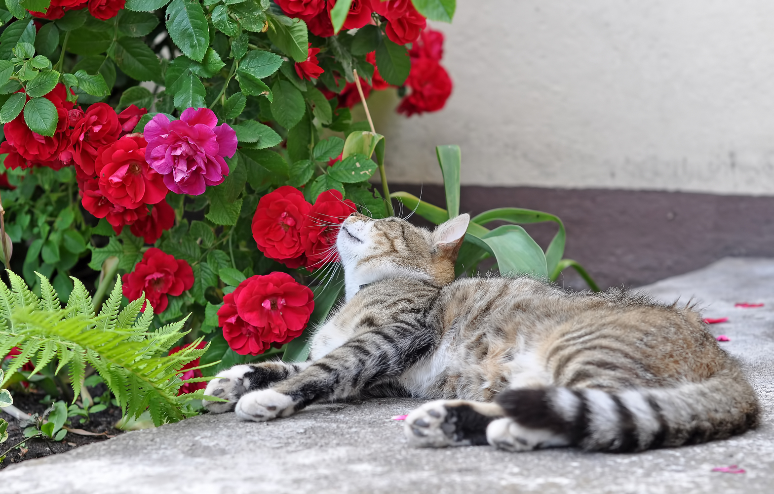 Houseplants that endanger cats