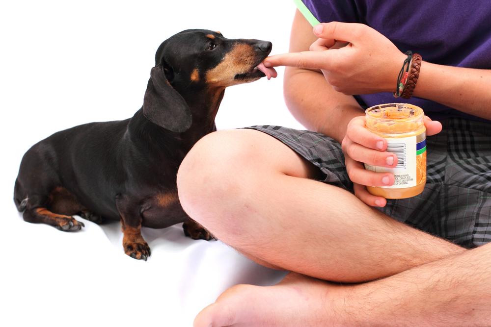 Human Foods that are Safe for Dogs to Eat