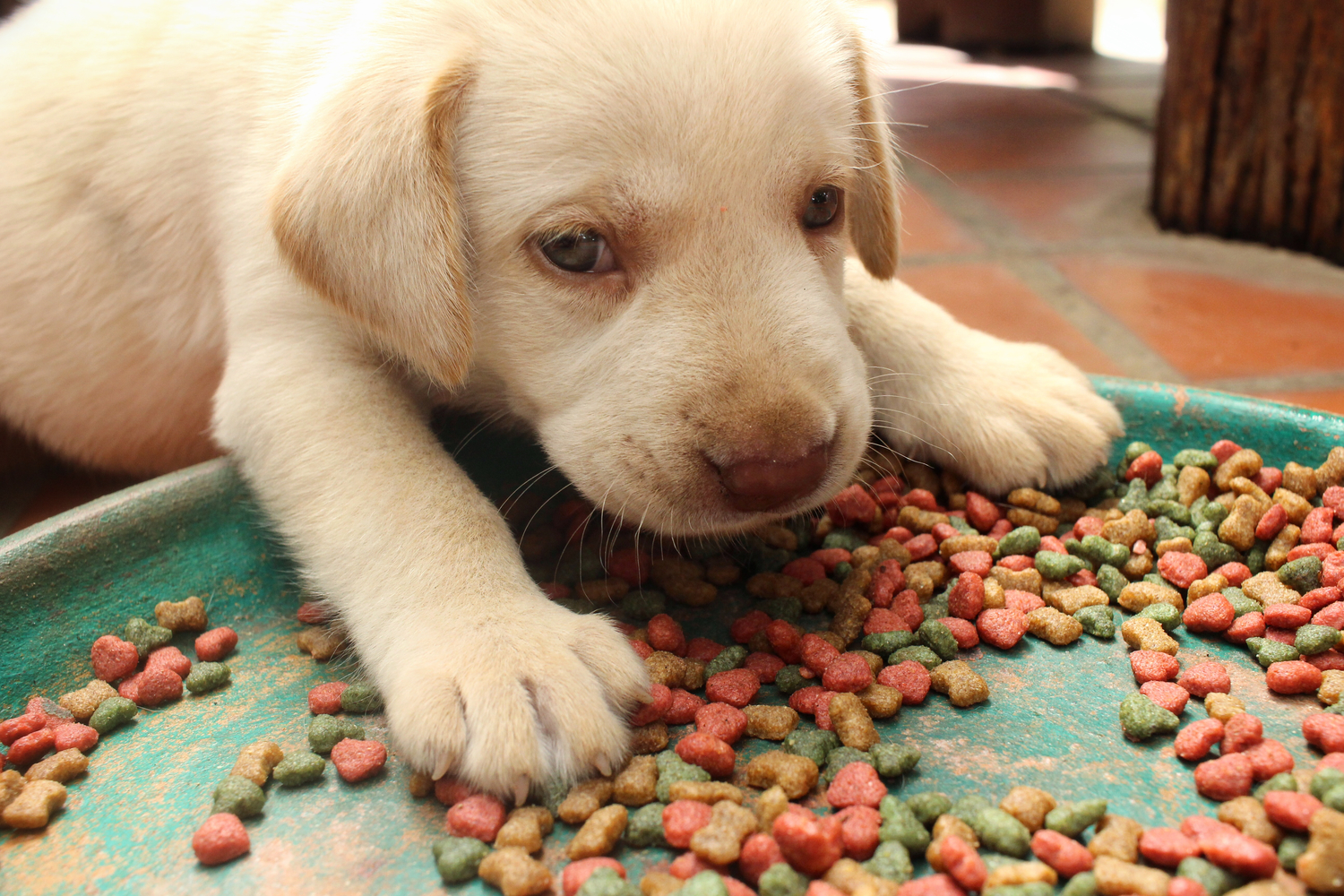 How to Choose Healthy Dog Treats