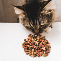 Common Food Allergens in Cats and Dogs