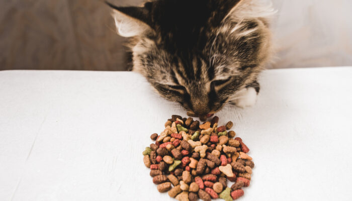 Common Food Allergens in Cats and Dogs