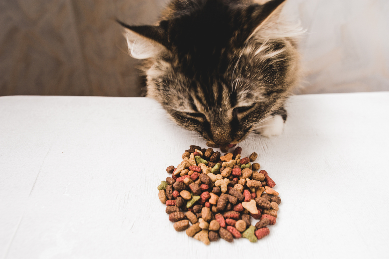 Common Food Allergens in Cats and Dogs