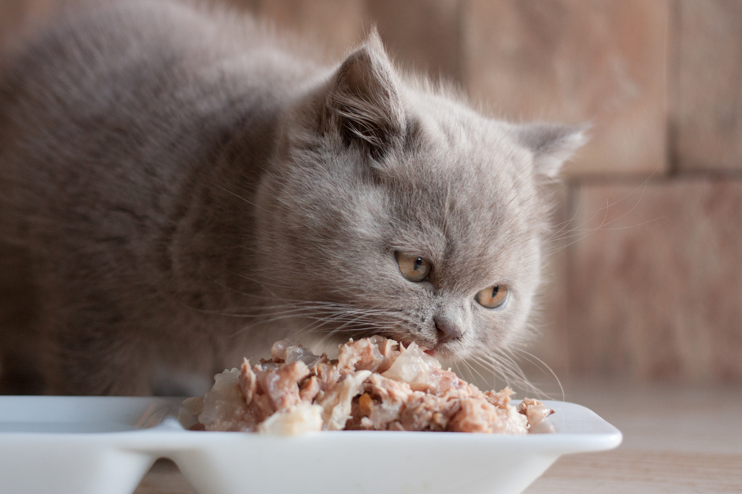 5 Human Foods That are Safe for Cats